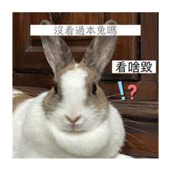 玉米球