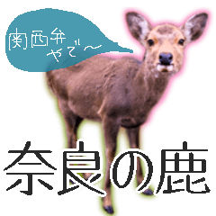 #027 nara no shika deer1 *asachi