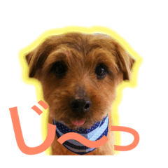 MUGI 2-Norfolk Terrier-