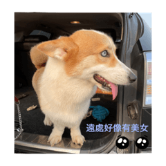 胖多的日常❤️