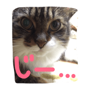 cat tenko