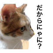 miikotoanko