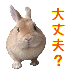 House fluffy rabbit(ichigo)
