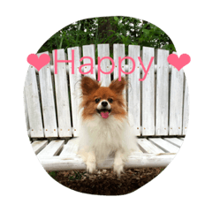 Qoo is DOG