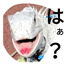 イグアナさん Line スタンプ Line Store