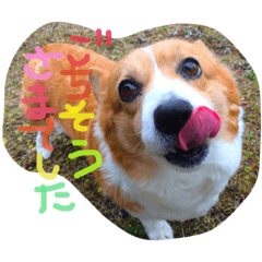 corgi my best friend  teto