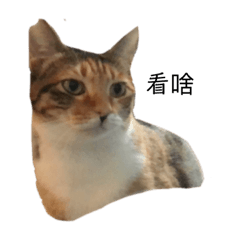 貓貓貓貓毛