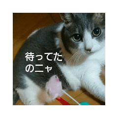 Musume Cat_20210714224932