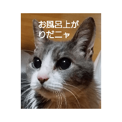 Musume Cat_20210714224749