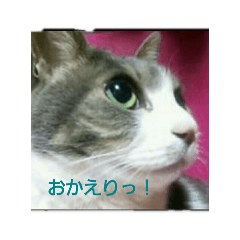 Musume Cat_20210714225057