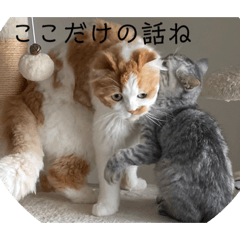 miki_20210715102310