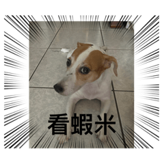 Angel狗-傑克羅素