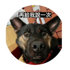 狗寶貝兒們