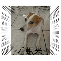 Angel狗（好友版）