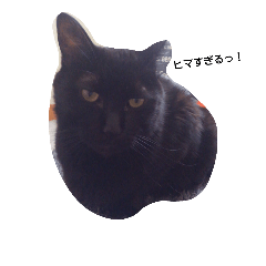 black. cat