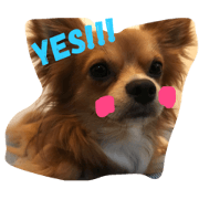 Dog Puppy