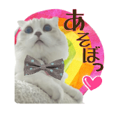 This cat is komuchan