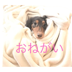 kahonodog