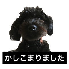 Noa's day of black poodle. Ver.Kansai