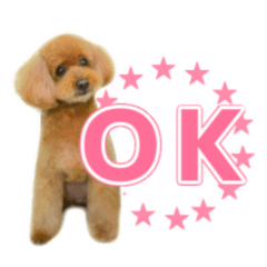 Toy Poodle Pii-chan photo sticker