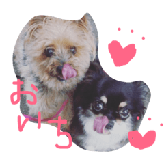dog japan