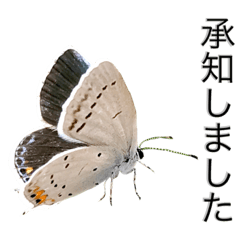 insects.Japan.butterfly