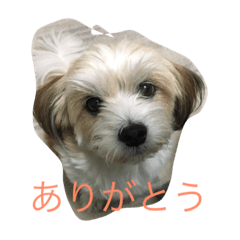 moka-chin