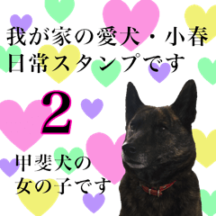 the dog koharu japanese dog2