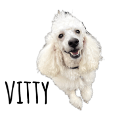 vitty&vitto toy poodle