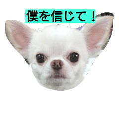 Chihuahua no Qoosan