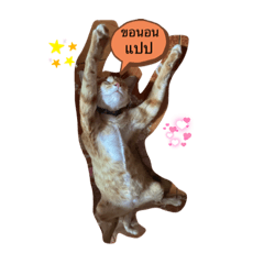 ชบา เมษา สาลี่