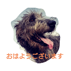 higiki_Wolfhound