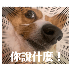 低咖是妹妹（第二彈）