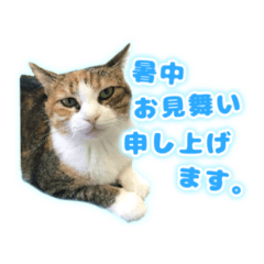 Konatsu summer sticker