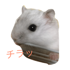 hamster momochan