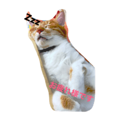 my cat Aura