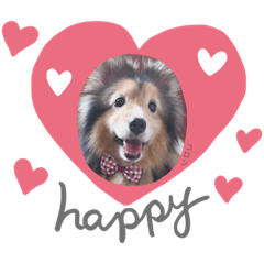 ShetlandSheepdogcoron