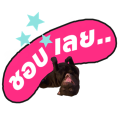 KAPI Thai Labrador