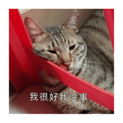 嚕嚕貓貼圖特輯