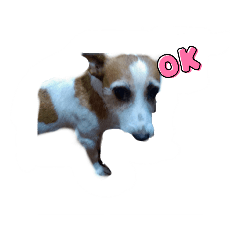 可愛狗狗厭世表情