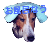 Shetland Sheepdog @nakama