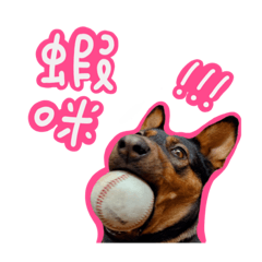 林小胖日常