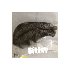 森森今天營業了嗎