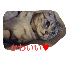 lovely cat mi-chan 2
