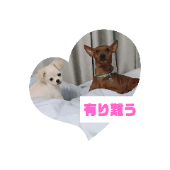 minipinn and tiwawa