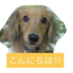 Miniature Dachshund Rook