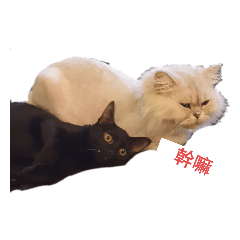 黑～咪 醬