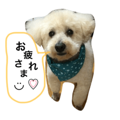 toy poodle.reo