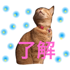 love.cats