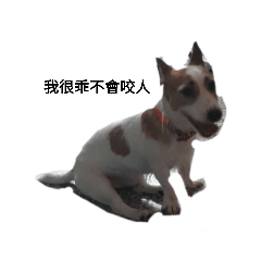 可愛萌萌狗狗表情